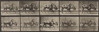 EADWEARD MUYBRIDGE (1830-1904) A selection of 4 plates depicting animals from Animal Locomotion.